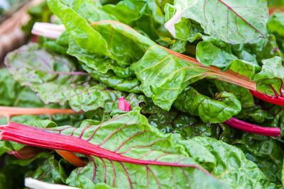 Close-up of green leaf