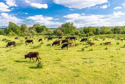 Flock of sheep in a field