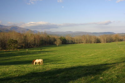 Horses on grassy field against sky