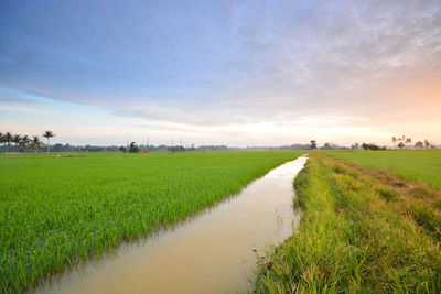 Scenic view of rice paddy against cloudy sky during sunrise