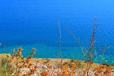 Plants growing in water
