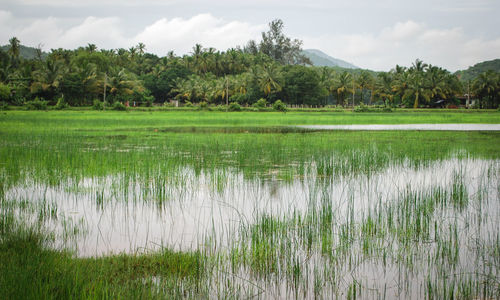 Scenic view of lake against sky