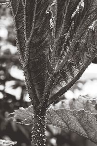 Close-up of leaves