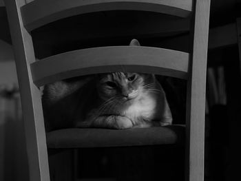 Portrait of cat sitting on chair