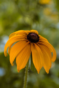 Close-up of yellow flower