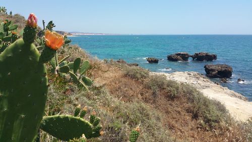 Scenic view of sea against clear blue sky