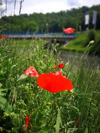 Close-up of red poppy flower on field