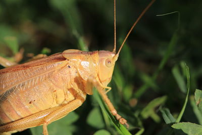 Close-up of insect on leaf