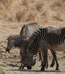 Zebras are blening in very nice
