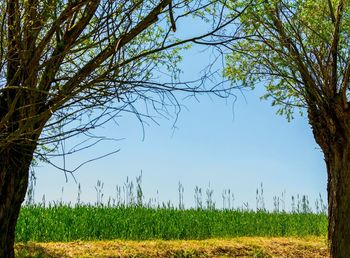 Trees on field against sky