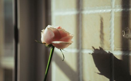 Close-up of rose against wall