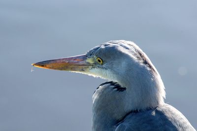 Close-up of a bird