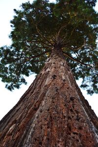 Low angle view of tree against sky