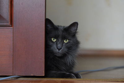 Portrait of black cat sitting on wood at home