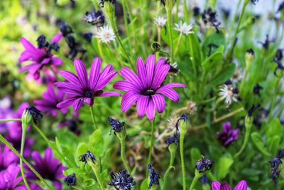 Close-up of purple flowering plants