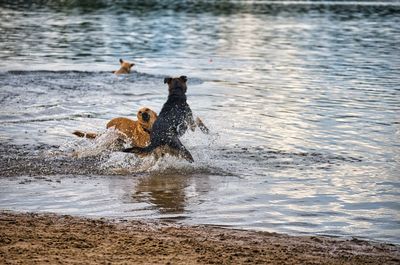 Dog play and romp on the dog beach in langenhagen near hannover at the silbersee