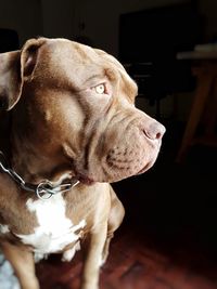 Close-up of dog looking away at home