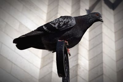 Close-up of pigeon perching