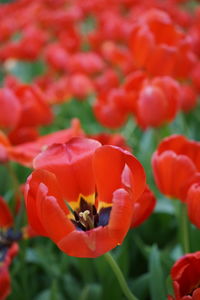 Close-up of red tulip