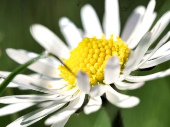 Close-up of white daisy flower