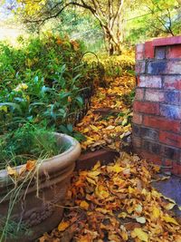 View of trees in forest