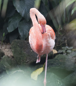 Close-up of bird in water