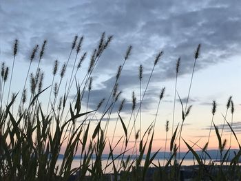 Close-up of grass on field against sky