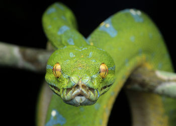 Close-up of lizard on leaf against black background