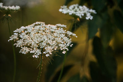 Close-up of white flowering plant