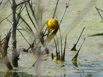 View of birds in the lake