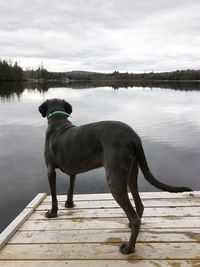 Dog standing in a lake