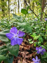 Close-up of purple flowering plant