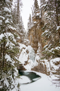 Snow covered trees in forest