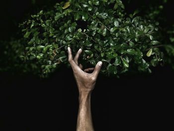 Cropped hand reaching towards plants against black background