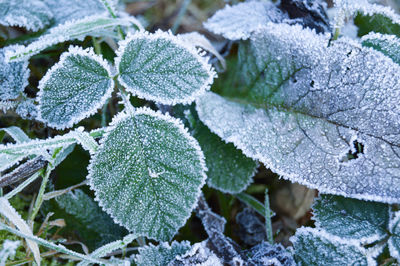 Close-up of snow on plants during winter