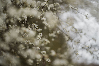 Close-up of white spring flowers