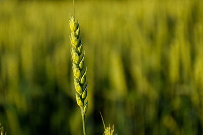 Close-up of plant growing on field