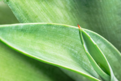 Close-up of plant