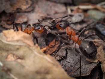 Close-up of insect on land