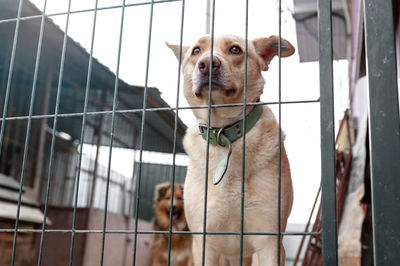 Dog waiting for adoption in animal shelter. homeless dog in the shelter. stray animals concept.