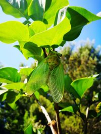 Close-up of butterfly on plant