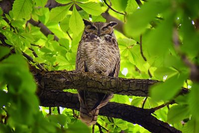 Owl closeup, great horned owl, bubo virginianus in a chestnut tree provo utah united states