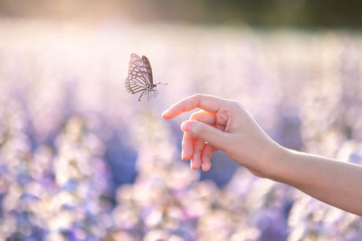 Close-up of butterfly on hand