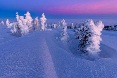 Snow covered land and trees against sky