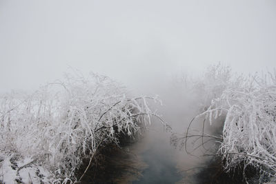 Close-up of snow covered bare trees against sky