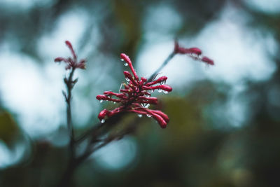 Close-up of red flowering plant