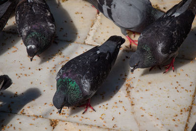 High angle view of bird eating food