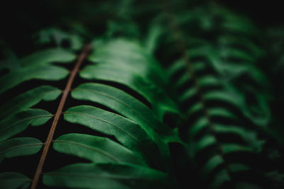 Close-up of green leaves