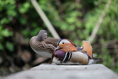 Close-up of birds perching