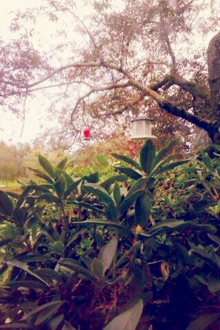 flower, growth, tree, fragility, freshness, pink color, plant, nature, leaf, beauty in nature, branch, low angle view, in bloom, day, petal, blooming, close-up, no people, blossom, built structure